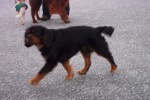 Hundar