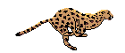 Kettir
