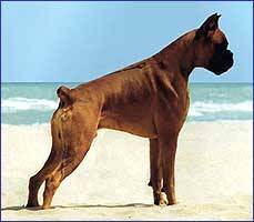 Hundar
