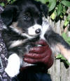 Hundar