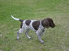 Hundar