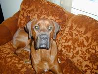 Hundar
