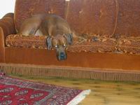 Hundar