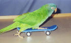 Fuglar