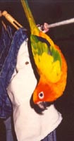 Fuglar