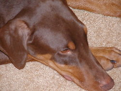 Hundar