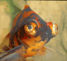 Fiskar