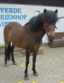 Hestar