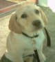 Hundar