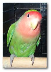 Fuglar