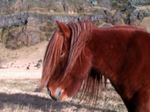 Hestar