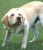Hundar