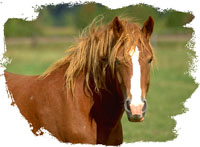 Hestar