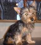 Hundar