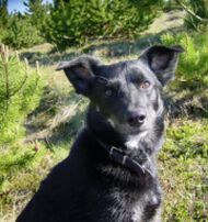 Hundar