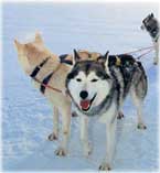Hundar