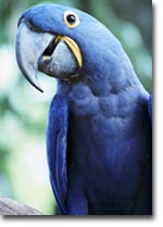 Fuglar