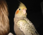 Fuglar