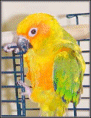 Fuglar