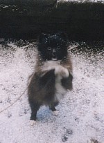 Hundar