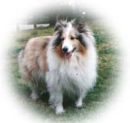 Hundar