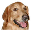 Hundar