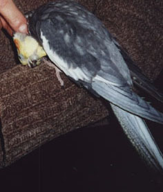 Fuglar