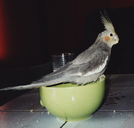 Fuglar