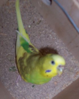 Fuglar