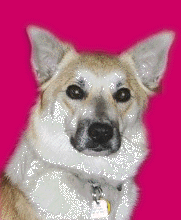 Hundar