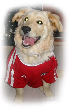 Hundar