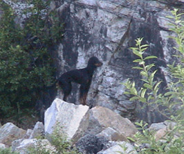 Hundar