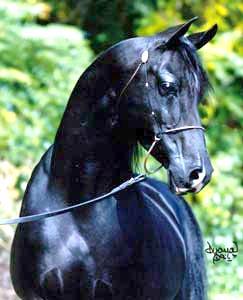 Hestar