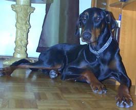 Hundar