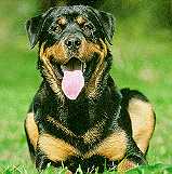 Hundar
