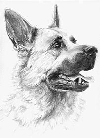 Hundar