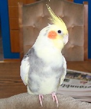 Fuglar