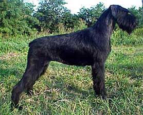 Hundar