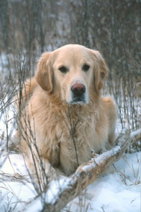 Hundar