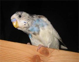 Fuglar
