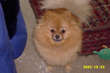 Hundar