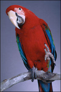 Fuglar