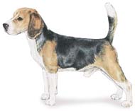 Hundar