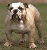 Hundar