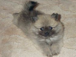 Hundar