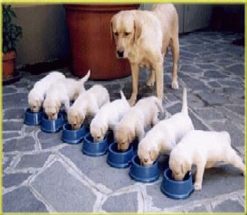 Hundar