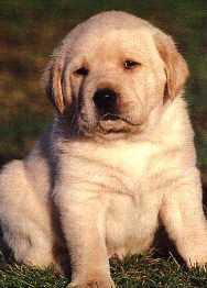 Hundar