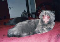 Kettir