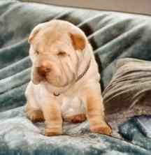 Hundar