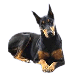 Hundar